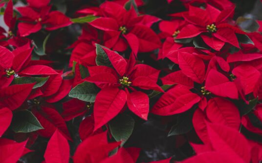 Świąteczna flora. Jakie jest znaczenie kwiatów związanych z Bożym Narodzeniem?